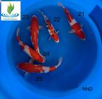 Koi Mix NND, Karper of Koi