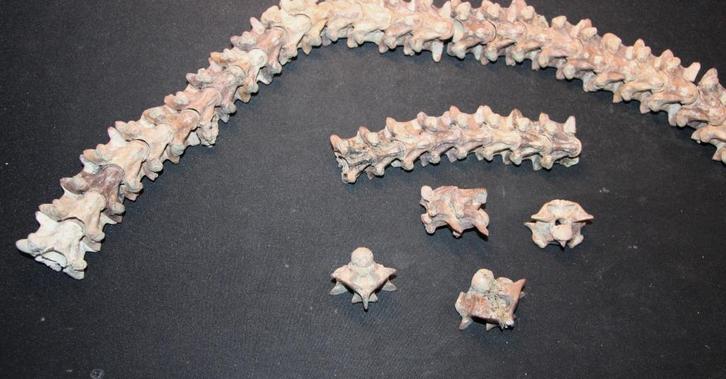 Slangenwervels, Verzamelen, Mineralen en Fossielen, Fossiel, Ophalen of Verzenden