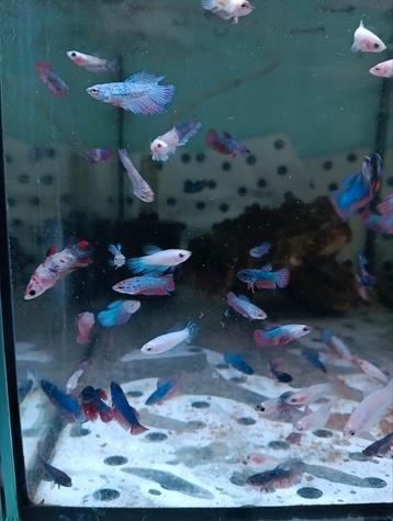 Jonge Betta halfmoon marble mix beschikbaar voor biedingen