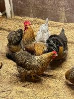 Bielefelder hanen te koop, Mannelijk, Kip
