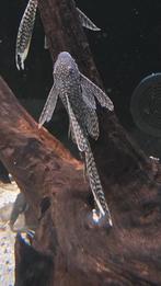 Prachtige ancistrus longfin wildkleur, Dieren en Toebehoren, Vis, Zoetwatervis, Schoolvis