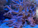 Leder soft koraal zeeaquarium, Dieren en Toebehoren, Vissen | Aquariumvissen, Overige typen