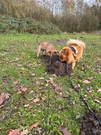 Lieve kruising mechel stafford pup teef, Ophalen of Verzenden, Hond