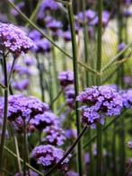 Verbena Ijzerhard, Tuin en Terras, Ophalen of Verzenden, Zomer, Overige soorten, Volle zon