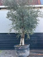 Olea europaea olijfboom stamomtrek 60/80 cm, Olijfboom, 250 tot 400 cm, Zomer, Ophalen