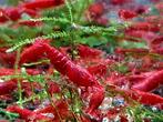 High grade Bloody Mary Garnalen🔥SALE🔥🦐❤️, Dieren en Toebehoren, Vissen | Aquariumvissen, Kreeft, Krab of Garnaal, Zoetwatervis