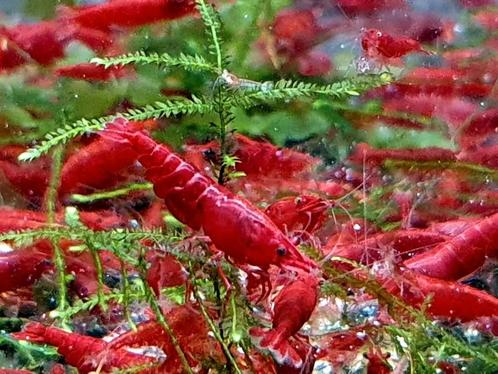 High grade Bloody Mary Garnalen🔥SALE🔥🦐❤️, Dieren en Toebehoren, Vissen | Aquariumvissen, Zoetwatervis, Kreeft, Krab of Garnaal