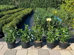 Prunus Elly, Ophalen, Laurier, 100 tot 250 cm
