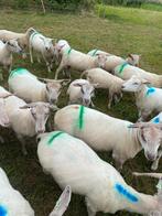 Fokooien van feb/maart, Dieren en Toebehoren, Schapen, Geiten en Varkens, Vrouwelijk, Schaap