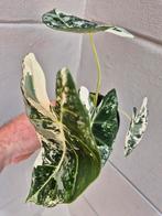 Alocasia Frydek Variegata p12 (11), Ophalen of Verzenden, Halfschaduw, Minder dan 100 cm