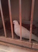 Tortelduif (met broedhok), Dieren en Toebehoren, Vogels | Duiven, Mannelijk, Tortelduif