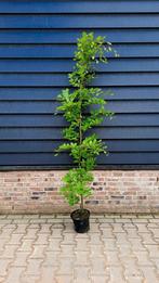 Fagus Sylvatica groene haagbeuken in pot 🌿, Tuin en Terras, Ophalen, Beukenhaag, 100 tot 250 cm