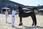 Kwaliteitsvolle Friese merrie !!, Merrie, Gechipt, Dressuurpaard, 3 tot 6 jaar