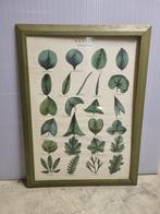 2x lijst met groen poster 50x70cm, Huis en Inrichting, Woonaccessoires | Lijsten, Ophalen, Gebruikt, Minder dan 50 cm, 50 tot 75 cm