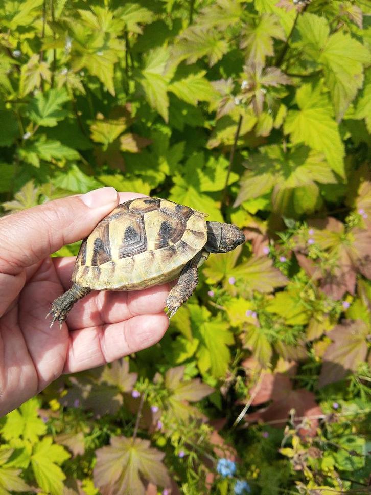 Landschildpad - Griekse landschildpadden - hobbykweker