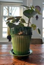 Bergs potter bloempot, groen aardewerk met Peperomia plant, Tuin en Terras, Bloempotten, Rond, Binnen, Ophalen of Verzenden, Zo goed als nieuw