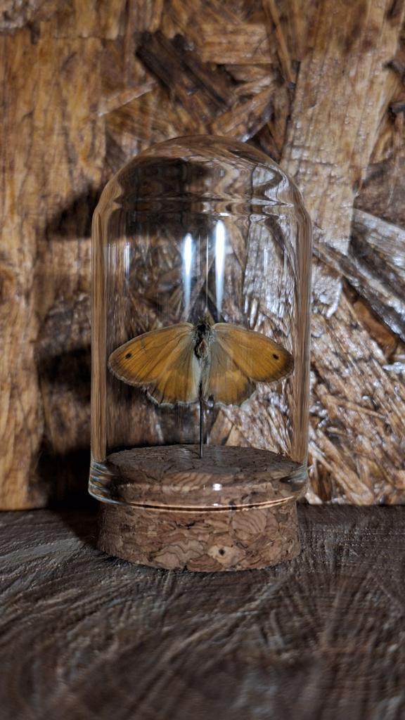Hooibeestje vlinder in stolp - Taxidermie, Verzamelen, Dierenverzamelingen, Nieuw, Opgezet dier, Insect, Ophalen of Verzenden