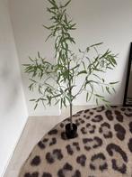 Kunst plant bamboe nieuw !, Ophalen, Nieuw, Binnen