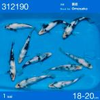 HQ Shiro utsuri van de ogata auction met omosako Bloedlijn, Dieren en Toebehoren, Vissen | Vijvervissen, Karper of Koi