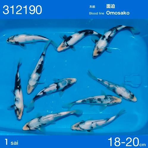 HQ Shiro utsuri van de ogata auction met omosako Bloedlijn, Dieren en Toebehoren, Vissen | Vijvervissen, Karper of Koi