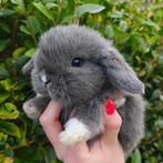 Minilop hangoor dwerg konijntje, Dieren en Toebehoren, Konijnen, Mannelijk, Dwerg, Hangoor