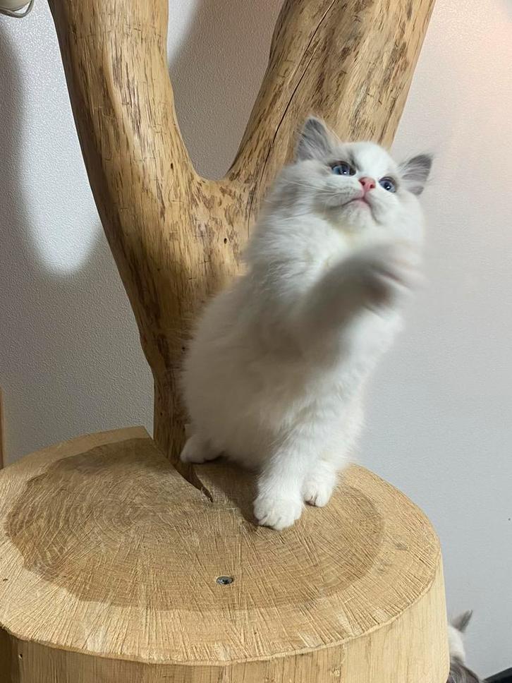 Ragdoll kitten Bleupoint bicolor gesteriliseerde kater, Dieren en Toebehoren, Katten en Kittens | Raskatten | Langhaar, Kater