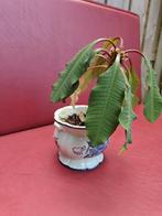 Plant middelgroot Madagascar jewel, Huis en Inrichting, Kamerplanten, Ophalen, In pot, Halfschaduw, Minder dan 100 cm