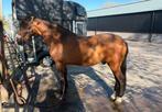 Verzorgpony. NIET RIJDEN- geen bijdrage, Diensten en Vakmensen, Dieren | Paarden | Verzorging, Oppas en Les, Ruiter of Bijrijder