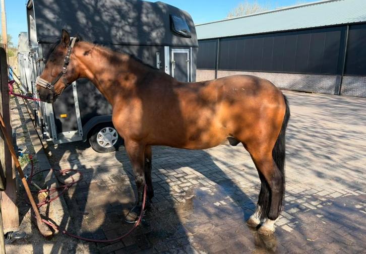 Verzorgpony. NIET RIJDEN- geen bijdrage, Diensten en Vakmensen, Dieren | Paarden | Verzorging, Oppas en Les, Ruiter of Bijrijder