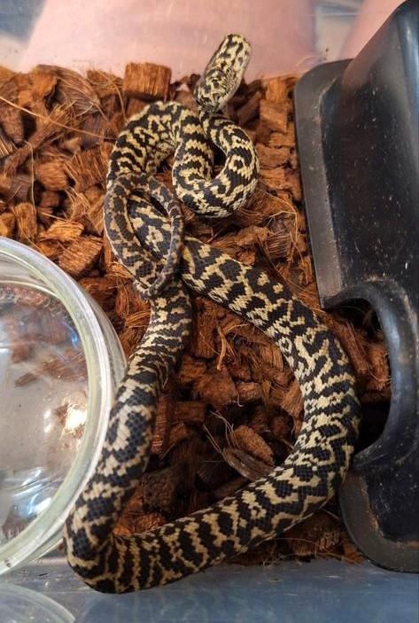 1.0 Morelia spilota cheynei NK2025