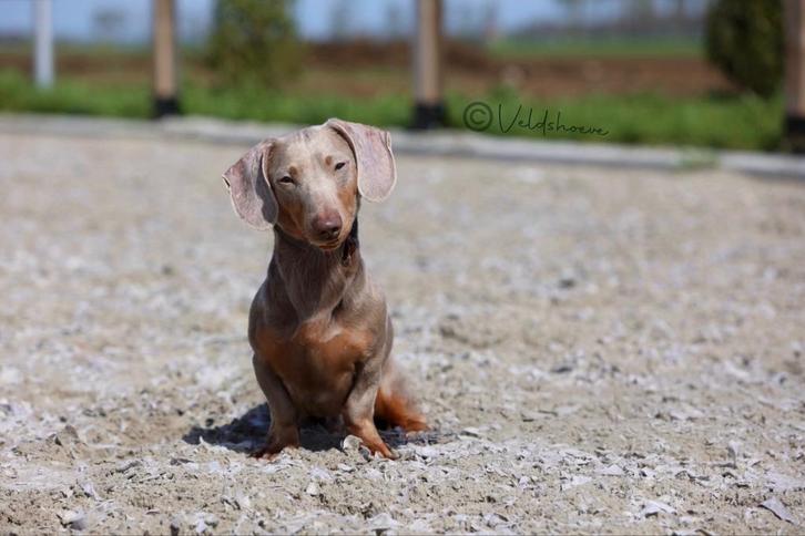 Isabella Tan dwerg teckel reu HD-a/ED-vrij/PL/vrij, Dieren en Toebehoren, Honden | Dekreuen, Reu, Fokker | Hobbymatig, Eén hond
