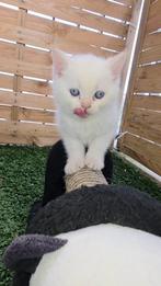 Kittens Brits korthaar/langhaar, Dieren en Toebehoren, Katten en Kittens | Overige Katten, Meerdere dieren