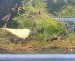 Schitterende tuxedo endler guppen te koop, Dieren en Toebehoren, Vissen | Aquariumvissen, Vis, Zoetwatervis, Schoolvis