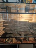 UNIEK GROOT TERRARIUM MET 3D ACHTERWAND 120X100X55, Dieren en Toebehoren, Reptielen en Amfibieën | Toebehoren, Ophalen, Zo goed als nieuw