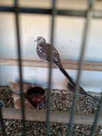 Diamanduifjes bonte en wildkleur bieden, Dieren en Toebehoren, Vogels | Overige Vogels, Meerdere dieren