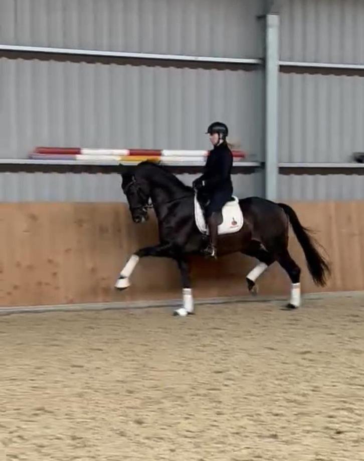 Aangeboden stalling voor 20 paarden, Dieren en Toebehoren, Stalling en Weidegang, Stalling, 4 paarden of pony's of meer