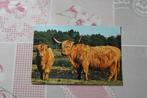 Postkaart - 2 Schotse Hoogland Runderen, Schotland, Aberdeen, Verzamelen, Verzenden, 1960 tot 1980, Ongelopen, Wild dier