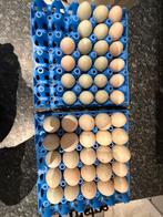 Eenden eieren, Dieren en Toebehoren, Pluimvee, Geslacht onbekend, Eend