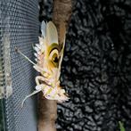 Gezocht, Volwassen spiny flower mantis man, Sprinkhaan of Krekel