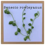 22. senecio rowleyanus stekje €1, Huis en Inrichting, Kamerplanten, Ophalen of Verzenden, Halfschaduw, Minder dan 100 cm