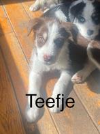Siberische husky x Labradoodle ( Huskydoodle ) pups, Dieren en Toebehoren, Rabiës (hondsdolheid), 8 tot 15 weken, Meerdere, Meerdere dieren