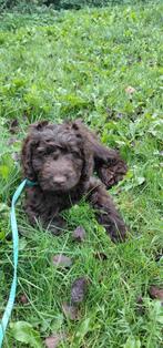 Medium Labradoodle pups, half Australian, nog 2 reutjes, Dieren en Toebehoren, Honden | Chihuahua's en Gezelschapshonden, Overige rassen