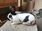 Konijn lief karakter, Mannelijk, Middelgroot, 0 tot 2 jaar