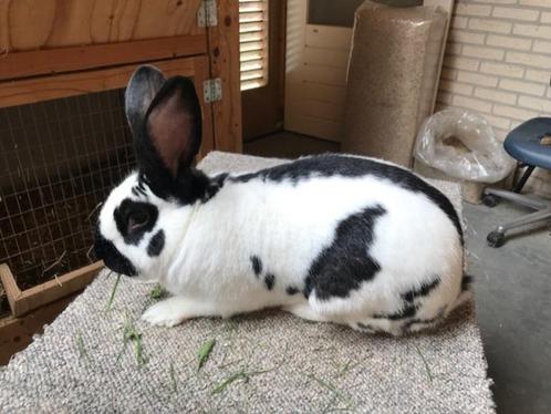 Konijn lief karakter, Dieren en Toebehoren, Konijnen, Middelgroot, Mannelijk, 0 tot 2 jaar