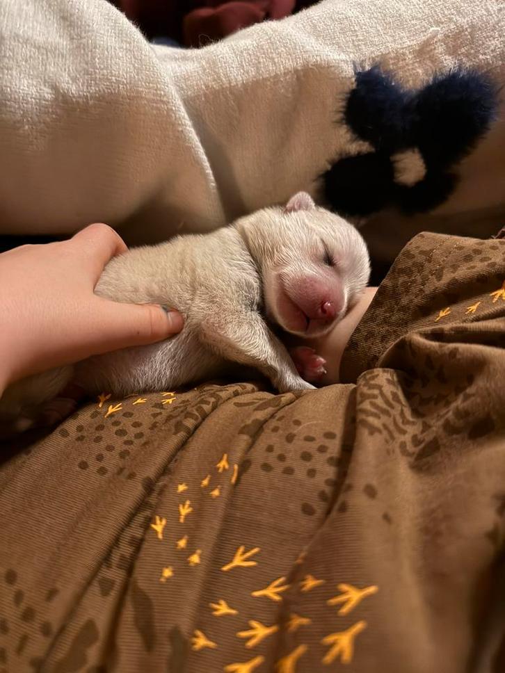 Pomsky puppy pup teefje wit, licht bruin, mini husky, Dieren en Toebehoren, Honden | Poolhonden, Keeshonden en Oertypen, Meerdere dieren