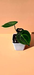 Anthurium clarinervium - babyplant, Huis en Inrichting, Kamerplanten, Ophalen of Verzenden, Overige soorten, Minder dan 100 cm