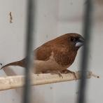 Mooi koppel jap meeuwtjes(VERKOCHT),en zebravinken., Meerdere dieren, Tropenvogel