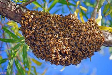zwerm honing bijen gezocht