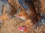 Trio goudpel kippen, Dieren en Toebehoren, Pluimvee, Meerdere dieren, Kip