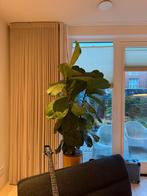 Grote Tabaksplant - ficus lyrata, Volle zon, Eenjarig, Zomer, Ophalen